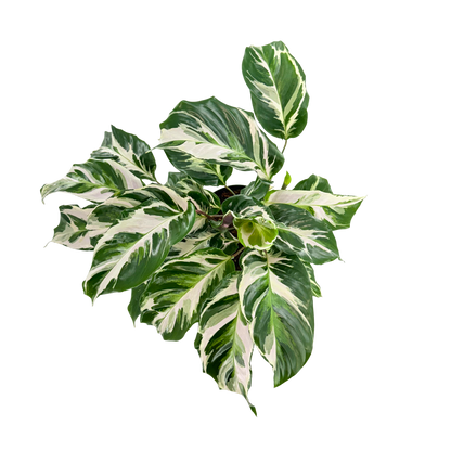 6” Calathea Stella (US PP34710) Propagation Strictly Prohibited