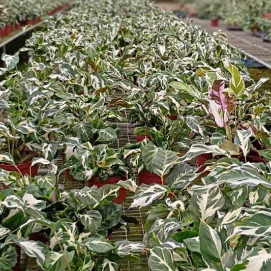 6” Calathea Stella (US PP34710) Propagation Strictly Prohibited