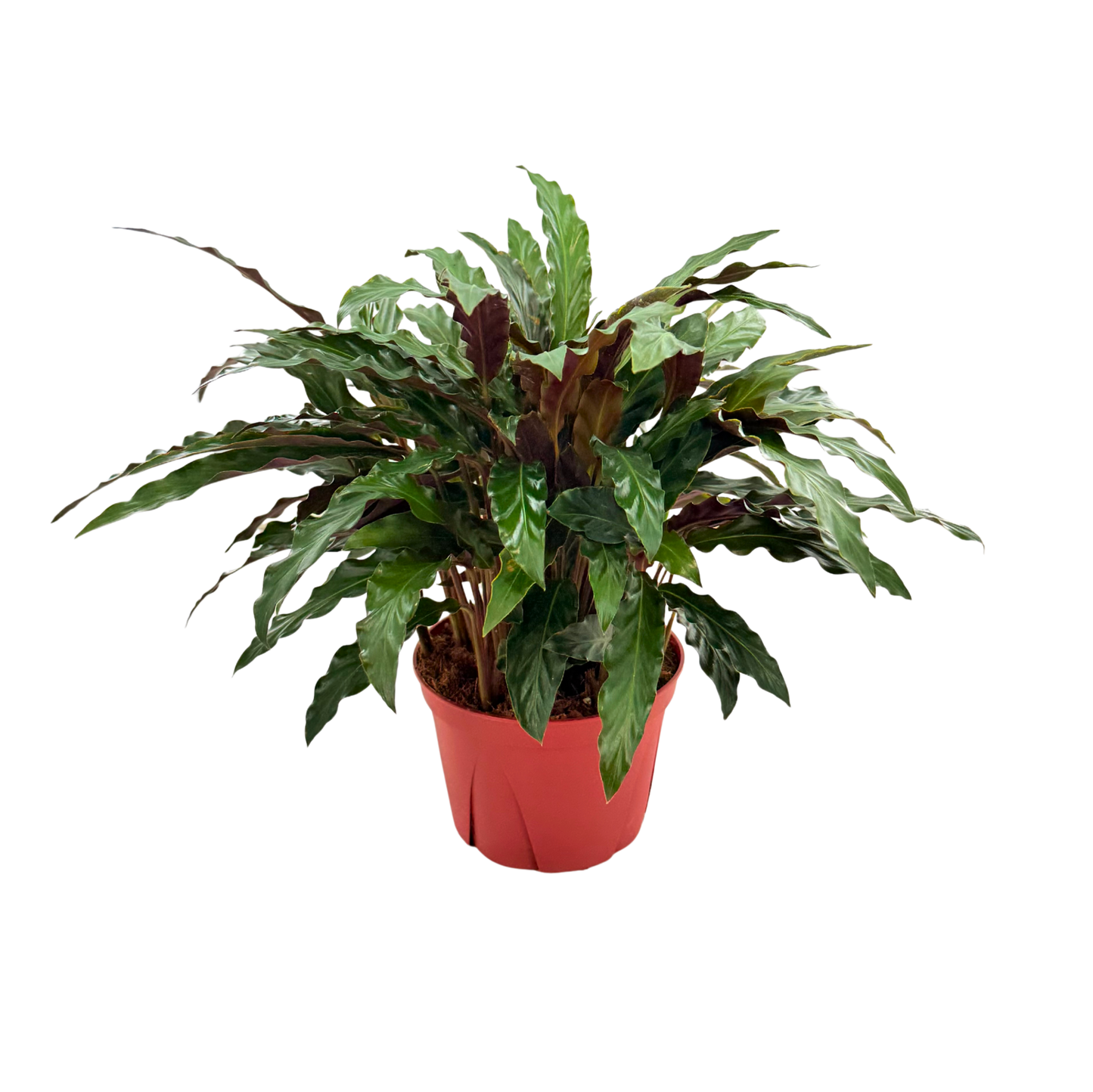 6” Calathea Rufibarba