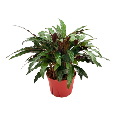 6” Calathea Rufibarba