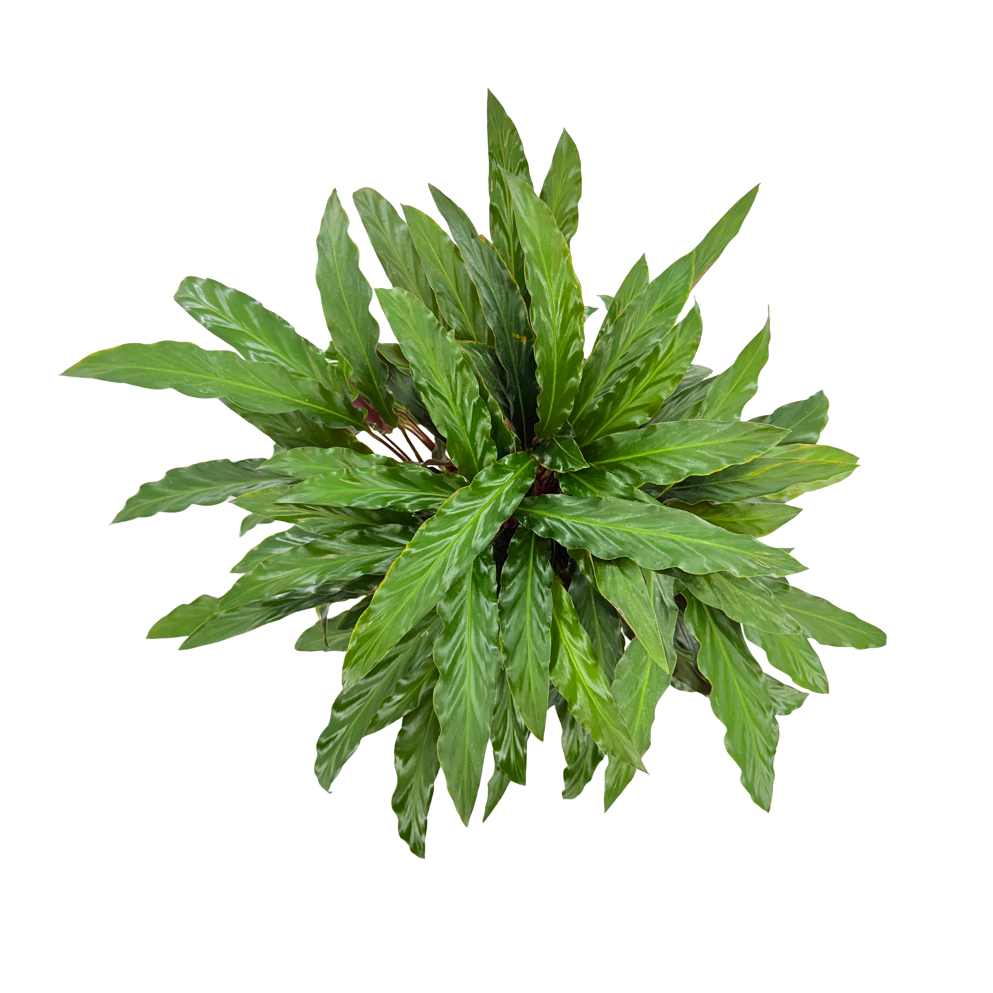 6” Calathea Rufibarba