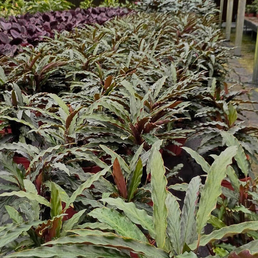 6” Calathea Rufibarba