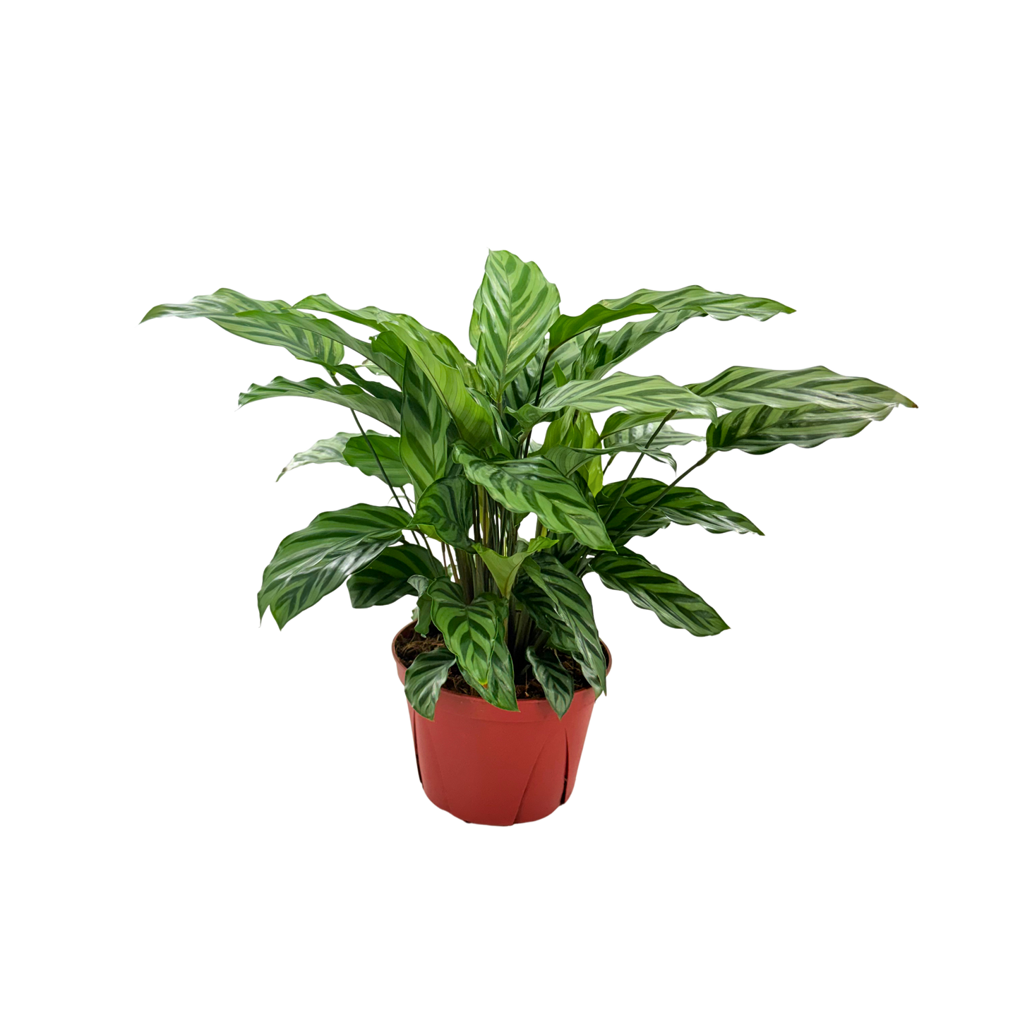 6” Calathea Freddie