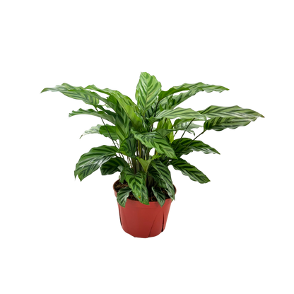 6” Calathea Freddie
