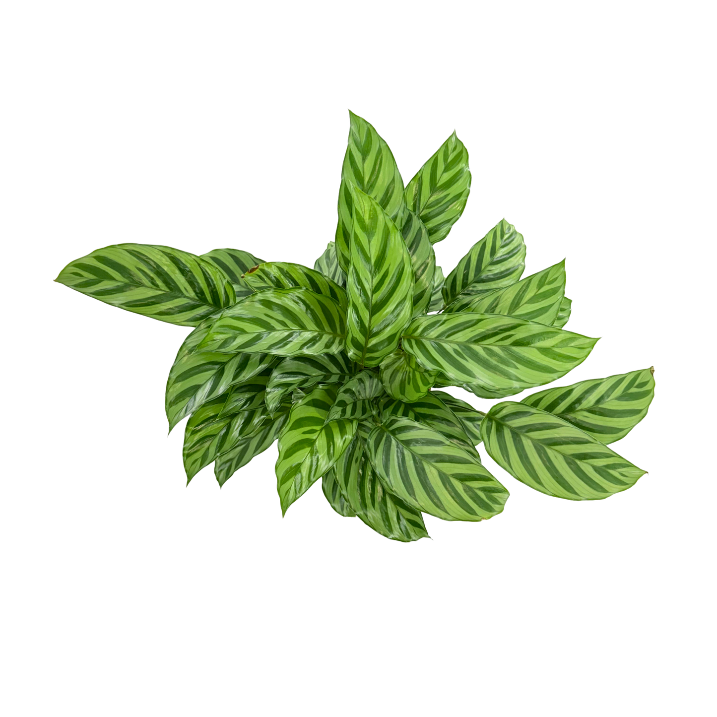 6” Calathea Freddie