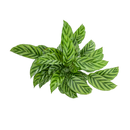 6” Calathea Freddie