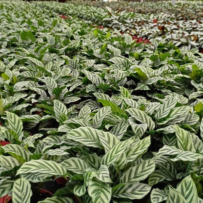 6” Calathea Freddie