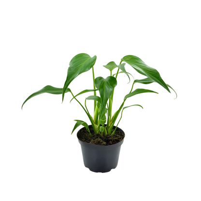 6" Monstera Burle Marx Flame