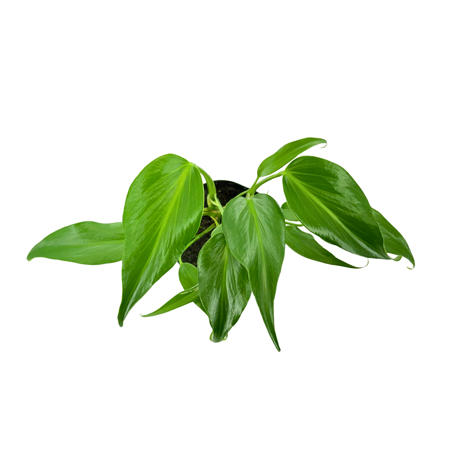 6" Monstera Burle Marx Flame