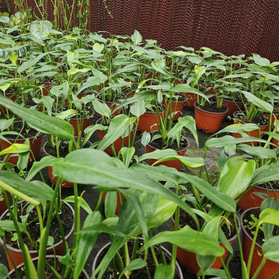 6" Monstera Burle Marx Flame