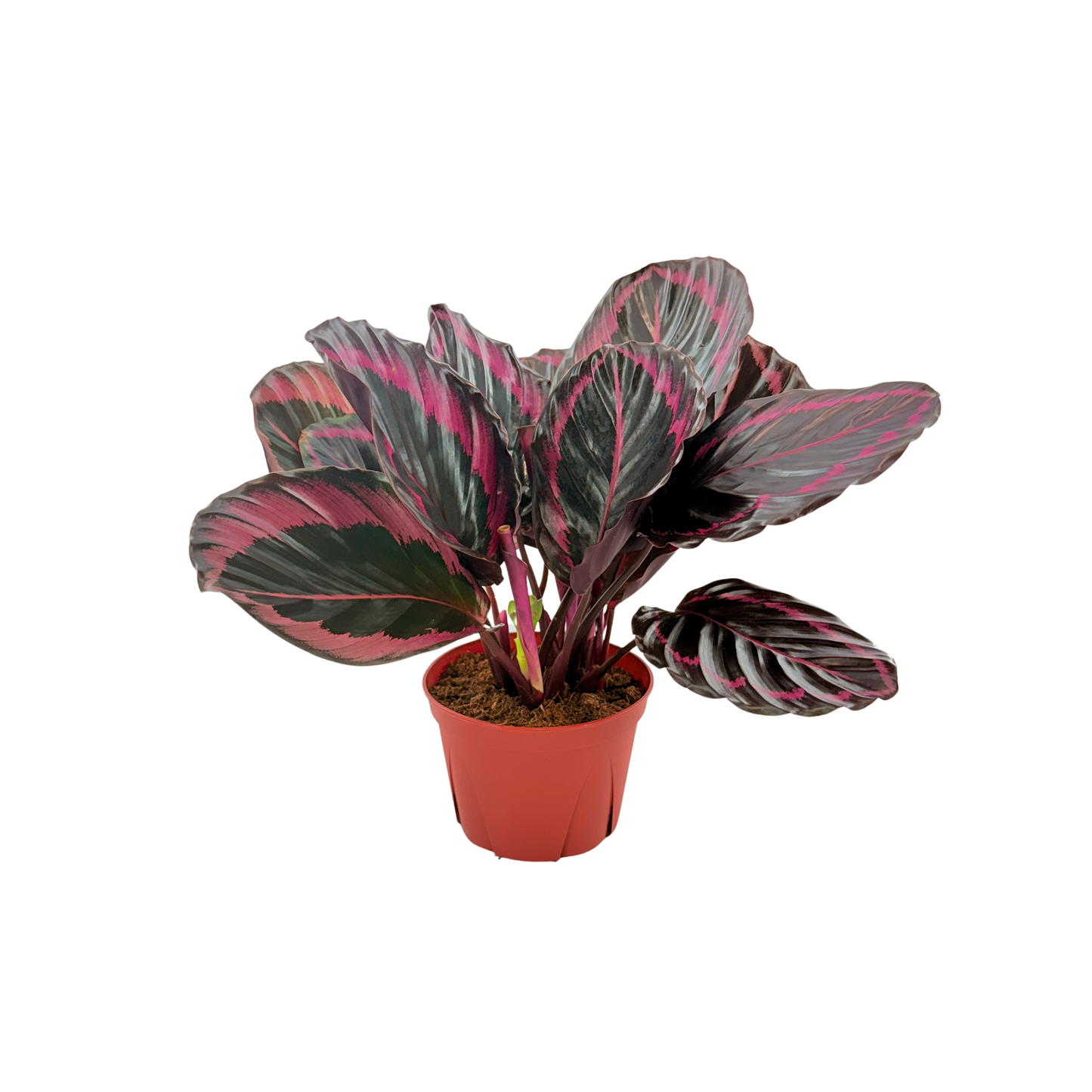 6” Calathea Jessey Princess