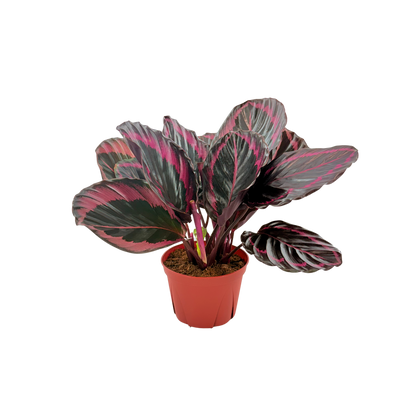 6” Calathea Jessey Princess