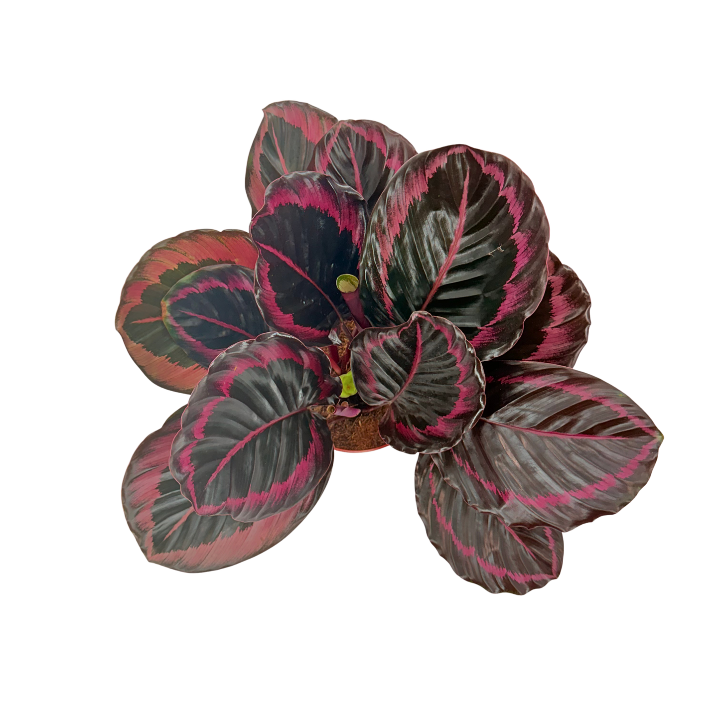 6” Calathea Jessey Princess