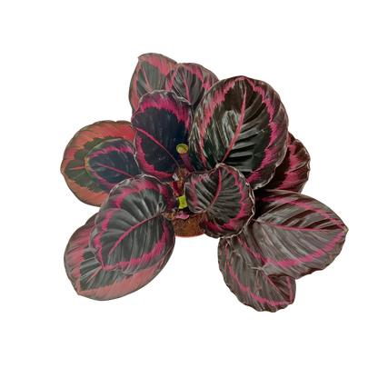 6” Calathea Jessey Princess