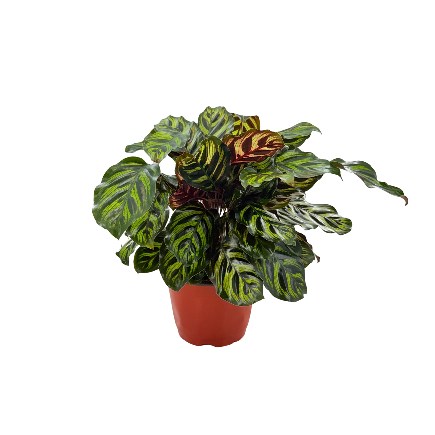 6” Calathea Makayona