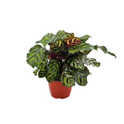 6” Calathea Makayona