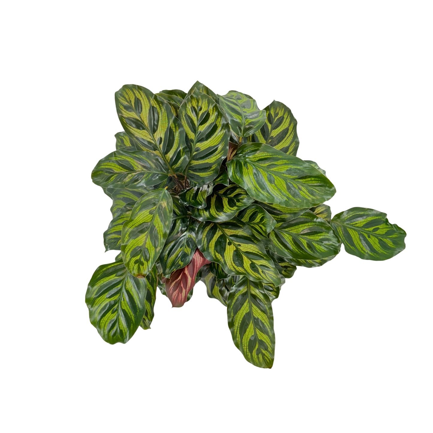 6” Calathea Makayona