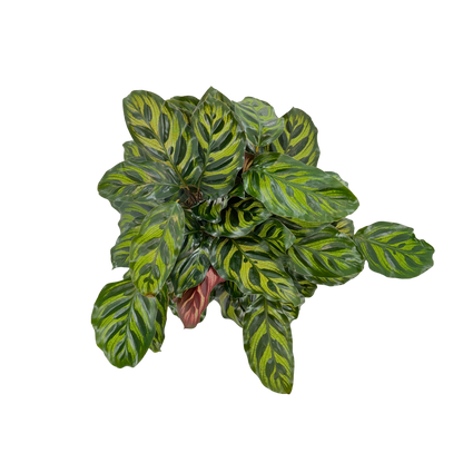 6” Calathea Makayona