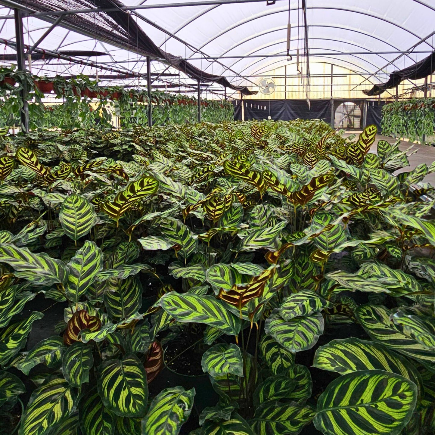 6” Calathea Makayona