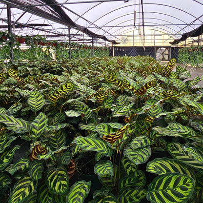 6” Calathea Makayona