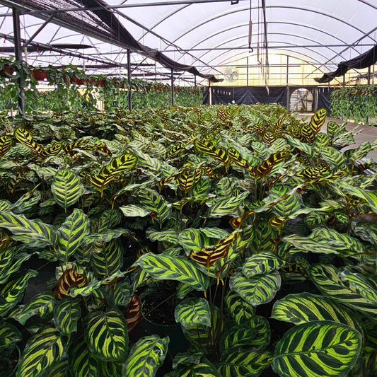 6” Calathea Makayona