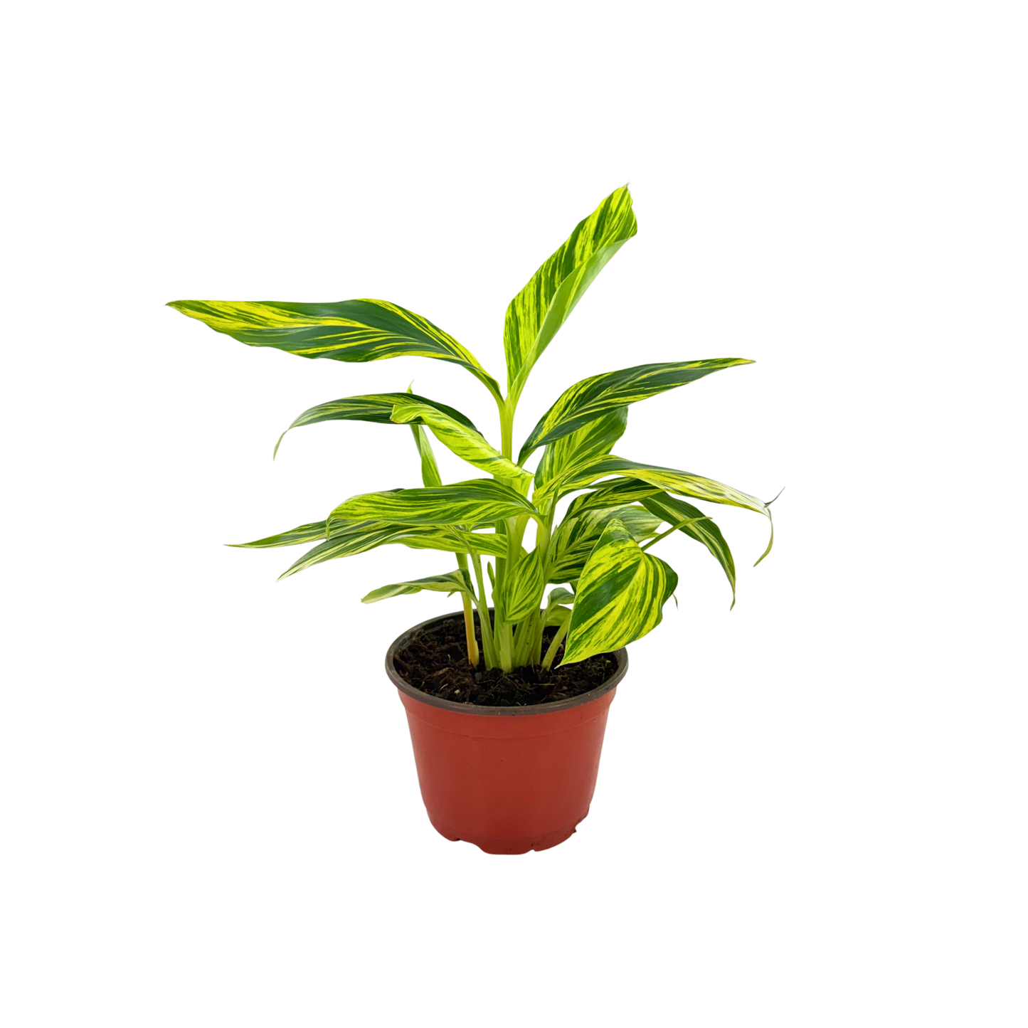 6” Alpinia Variegated