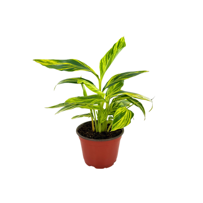 6” Alpinia Variegated