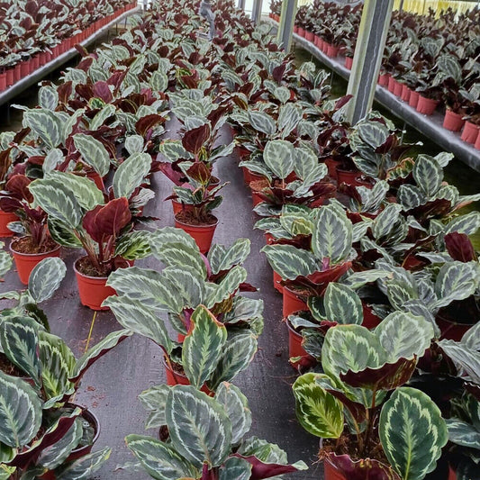 6” Calathea Medallian