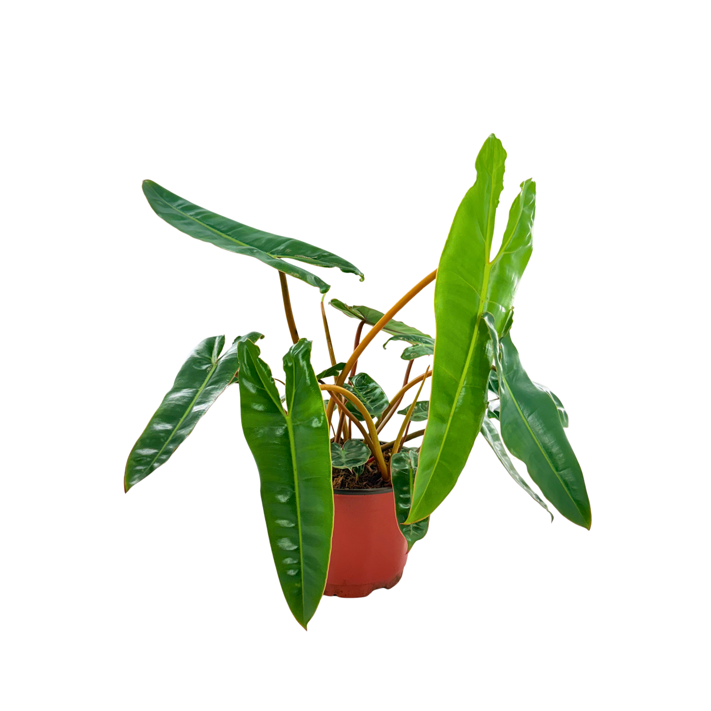 6" Philodendron Billiatiae Croat