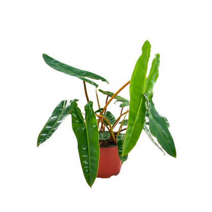 6" Philodendron Billiatiae Croat