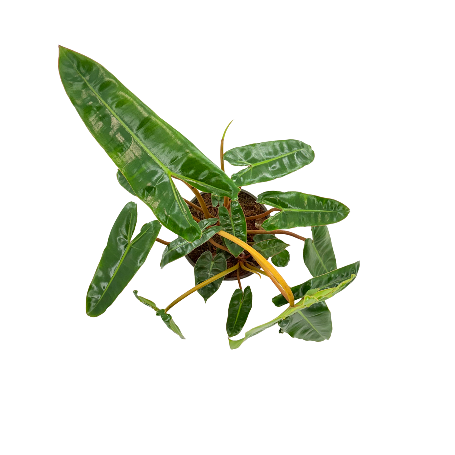 6" Philodendron Billiatiae Croat