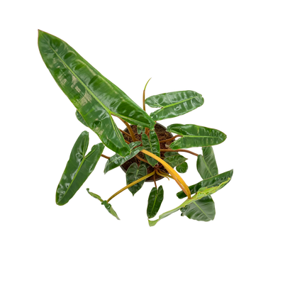 6" Philodendron Billiatiae Croat