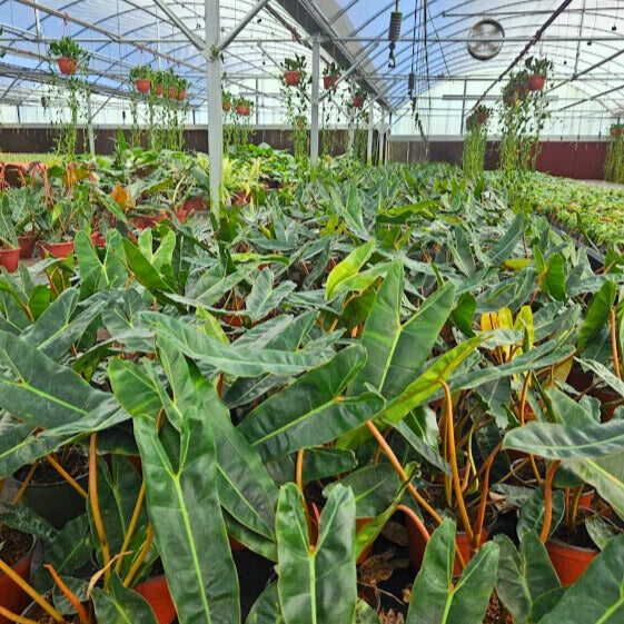 6" Philodendron Billiatiae Croat