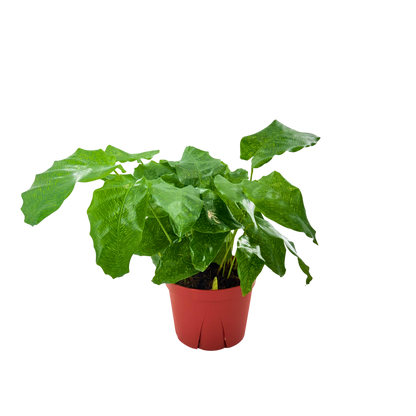 6” Calathea Network