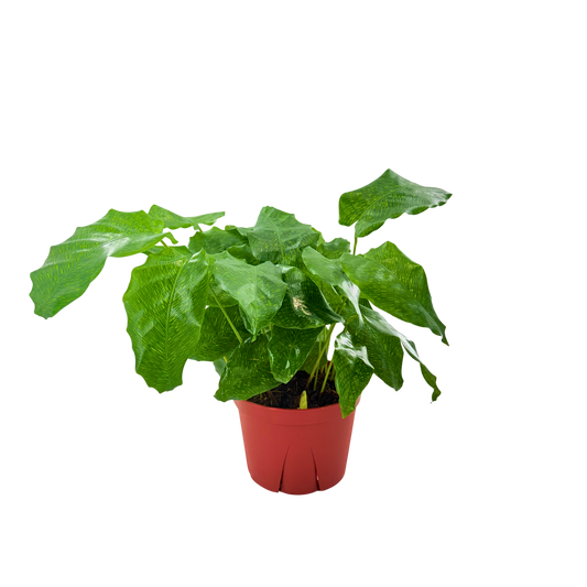 6” Calathea Network