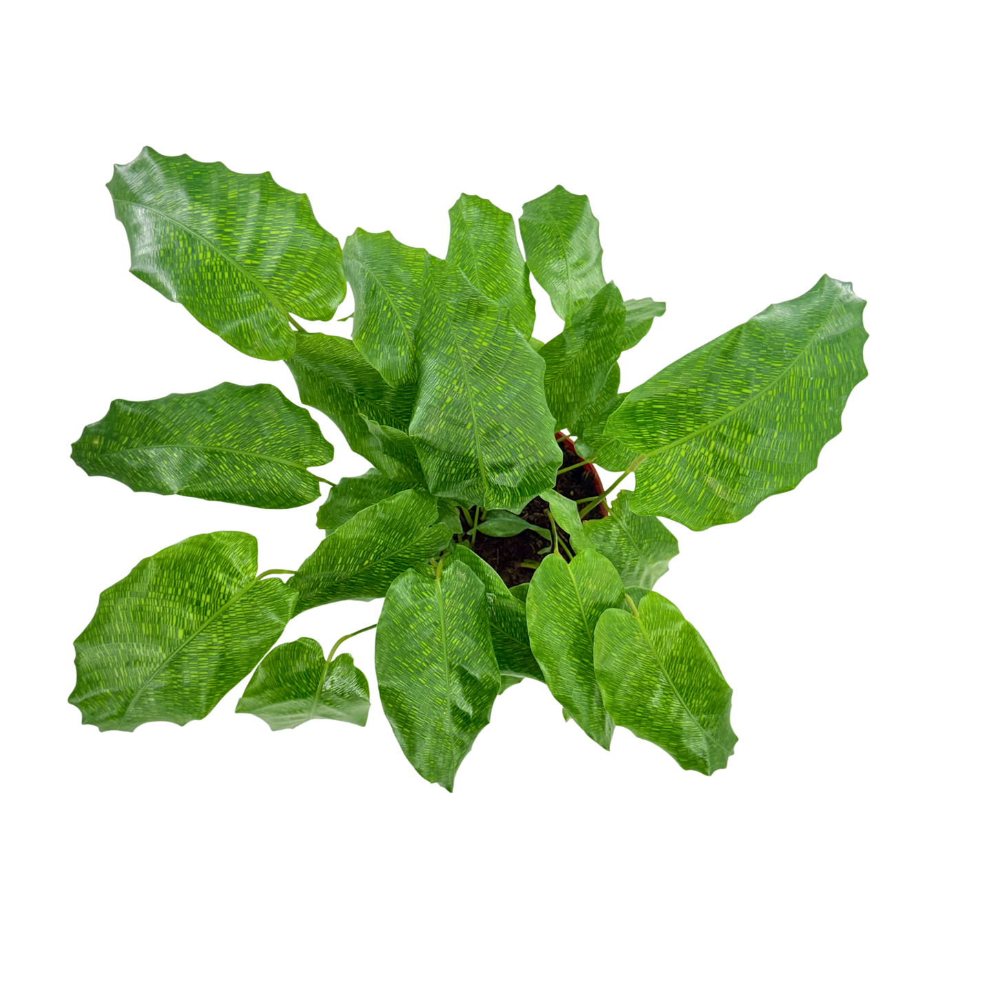 6” Calathea Network