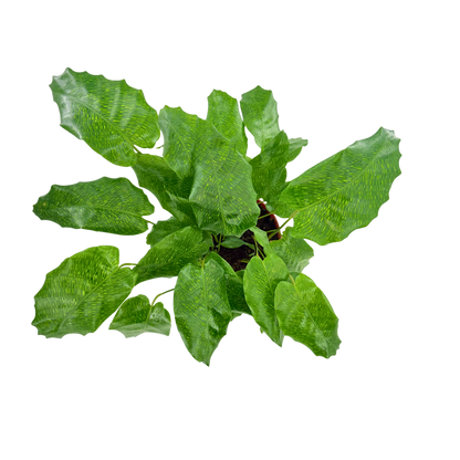 6” Calathea Network