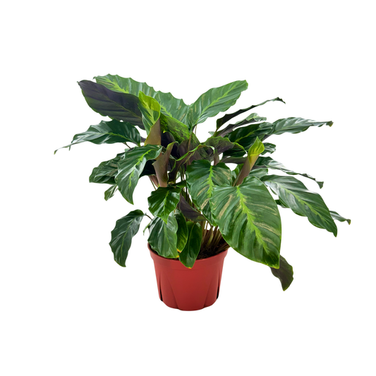 6” Calathea Maui Queen