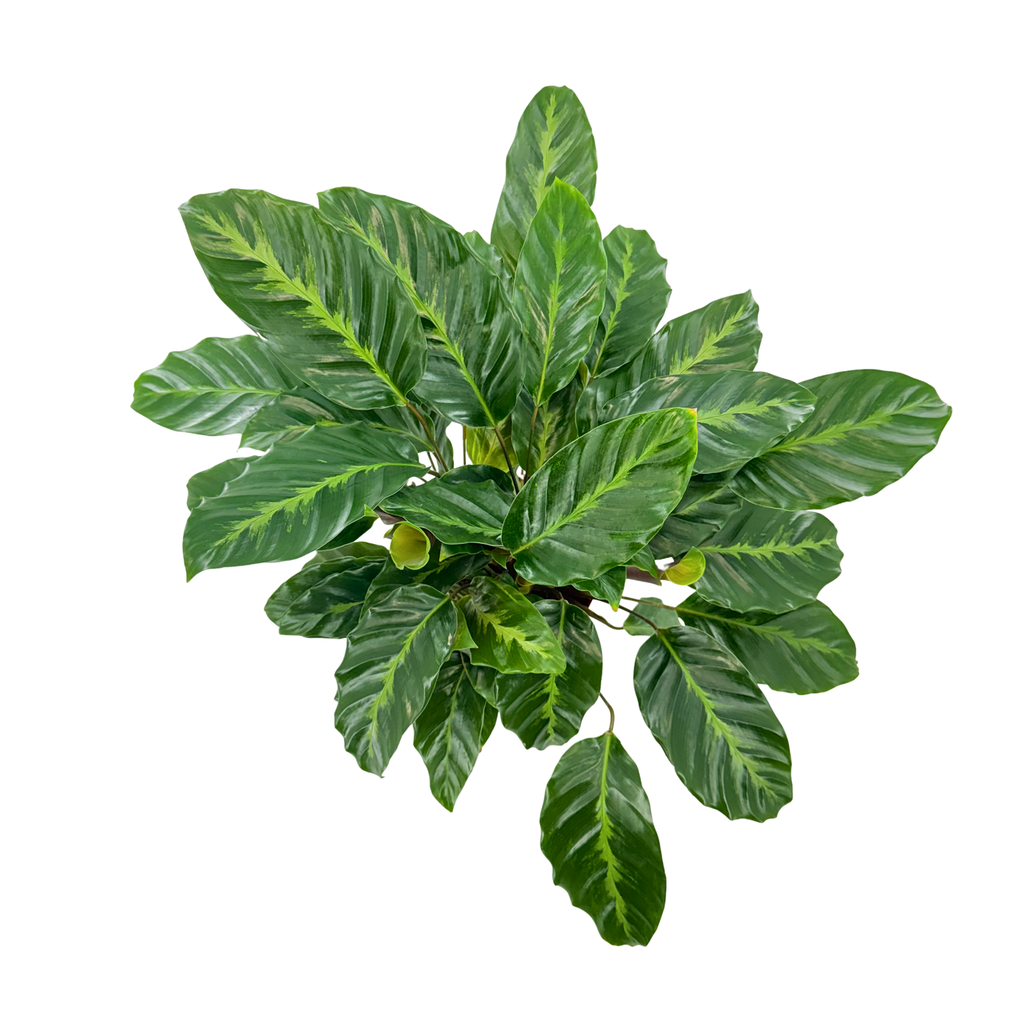6” Calathea Maui Queen