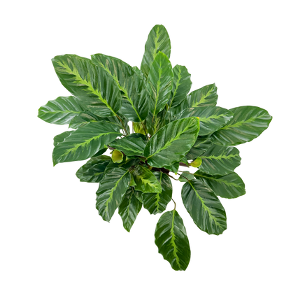6” Calathea Maui Queen