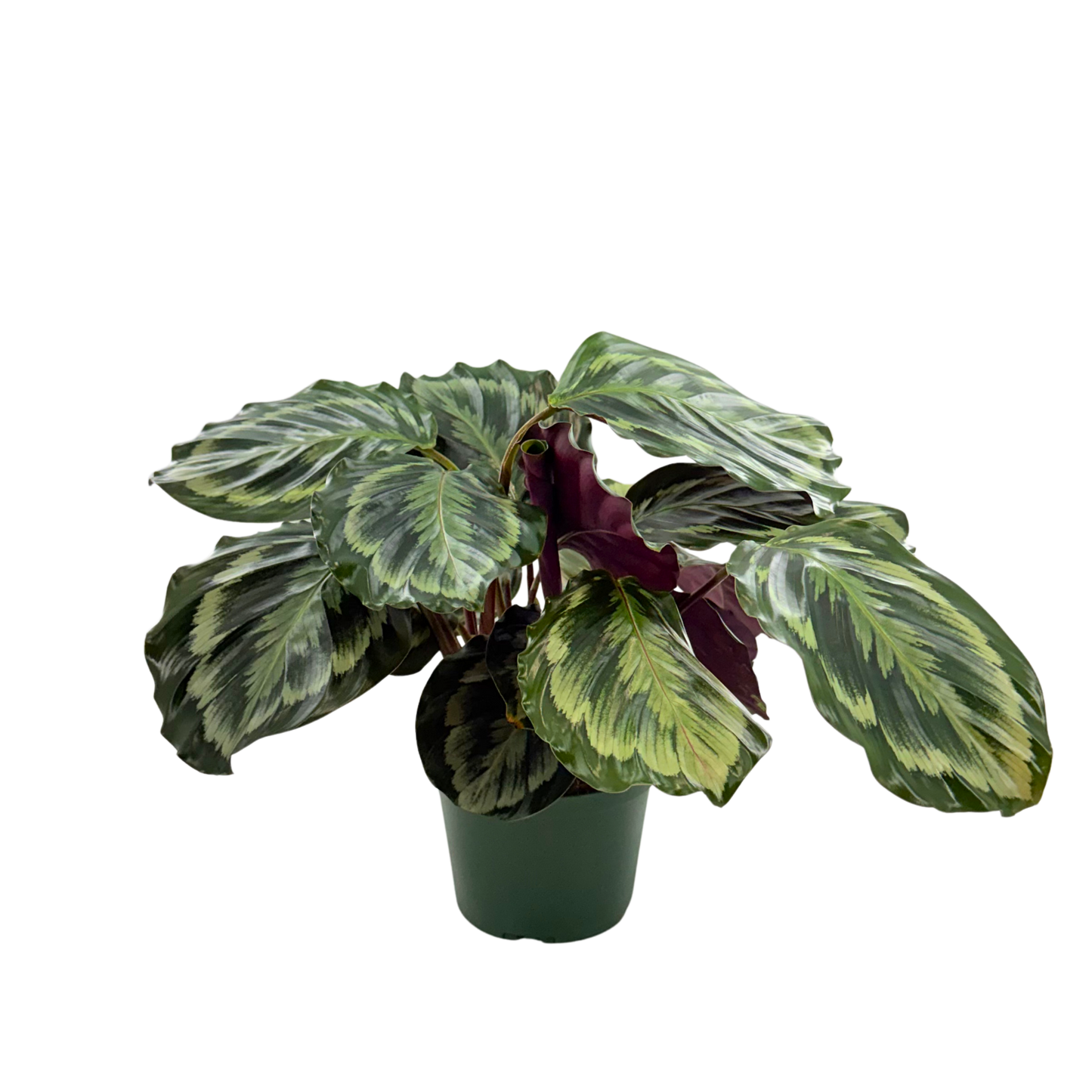6" Calathea Shine Star
