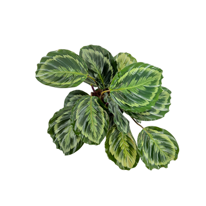 6" Calathea Shine Star