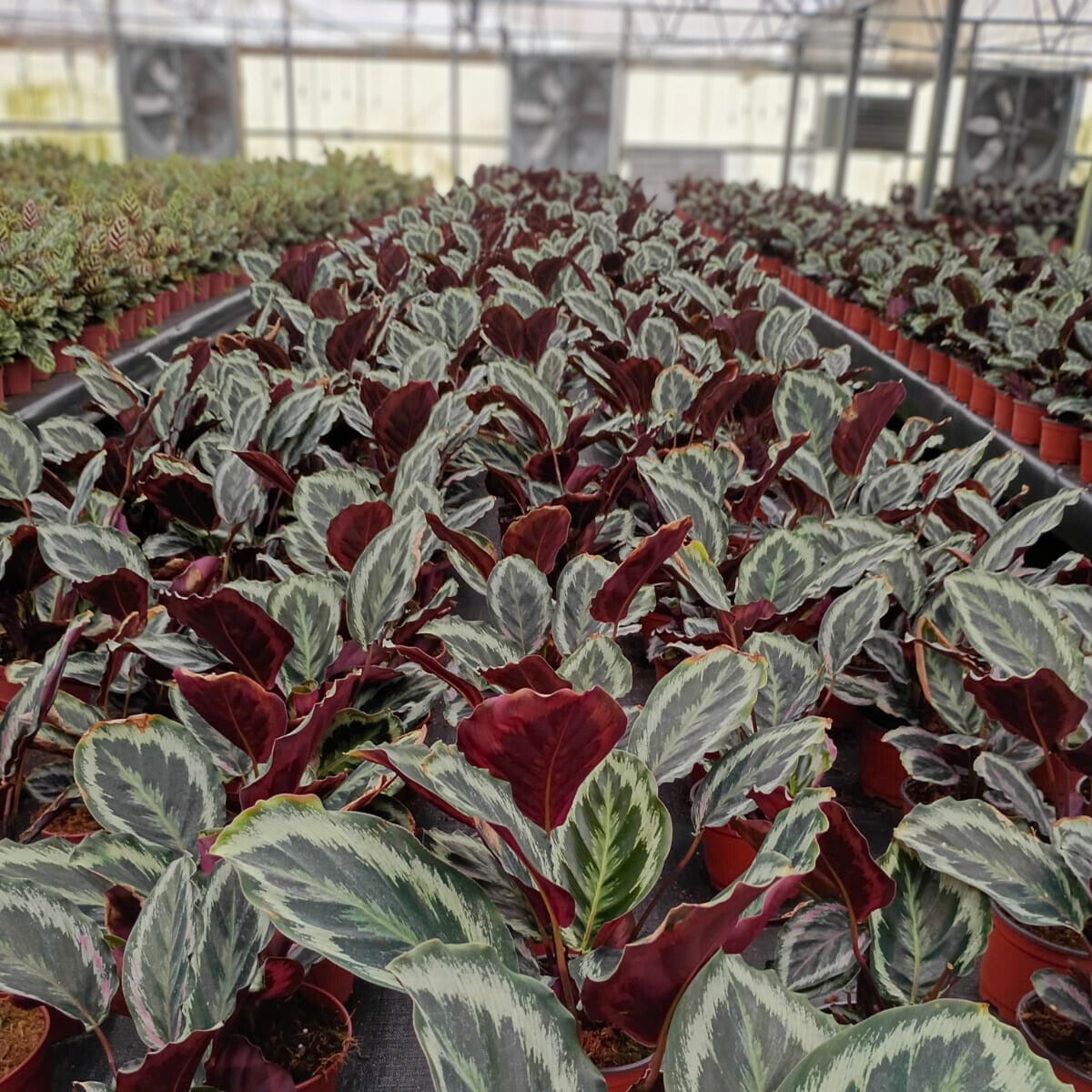 6" Calathea Shine Star