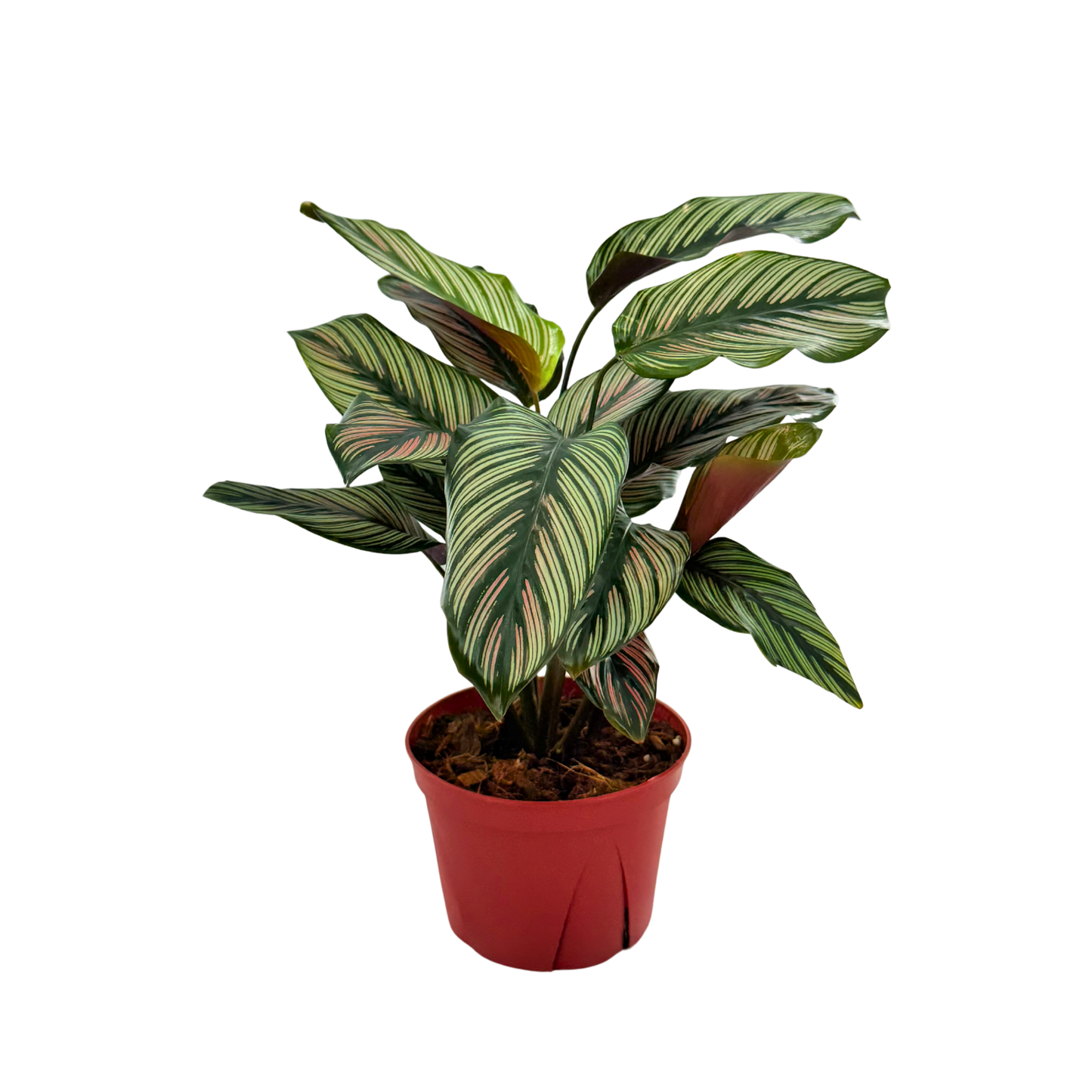 6” Calathea White Star