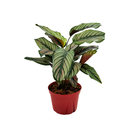 6” Calathea White Star