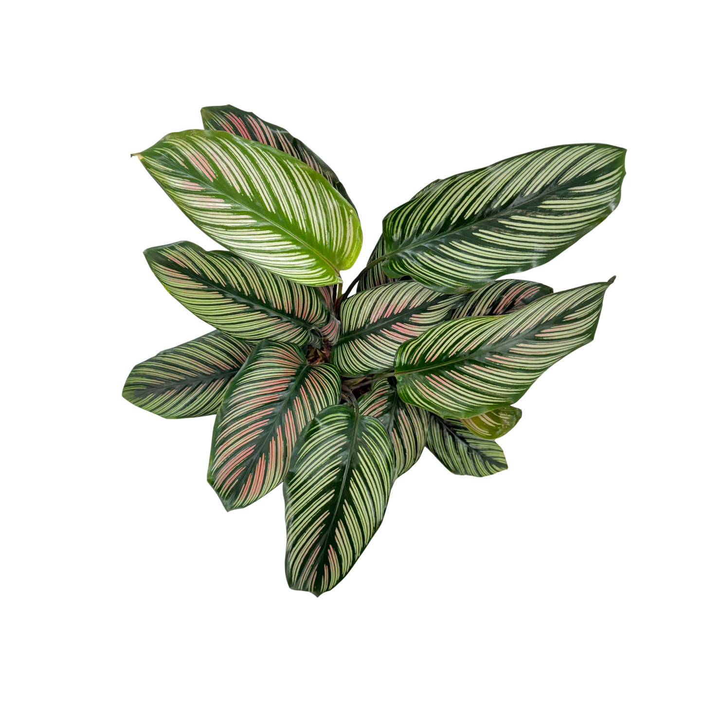 6” Calathea White Star
