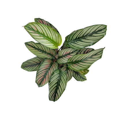 6” Calathea White Star