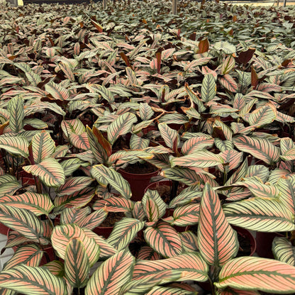6” Calathea White Star