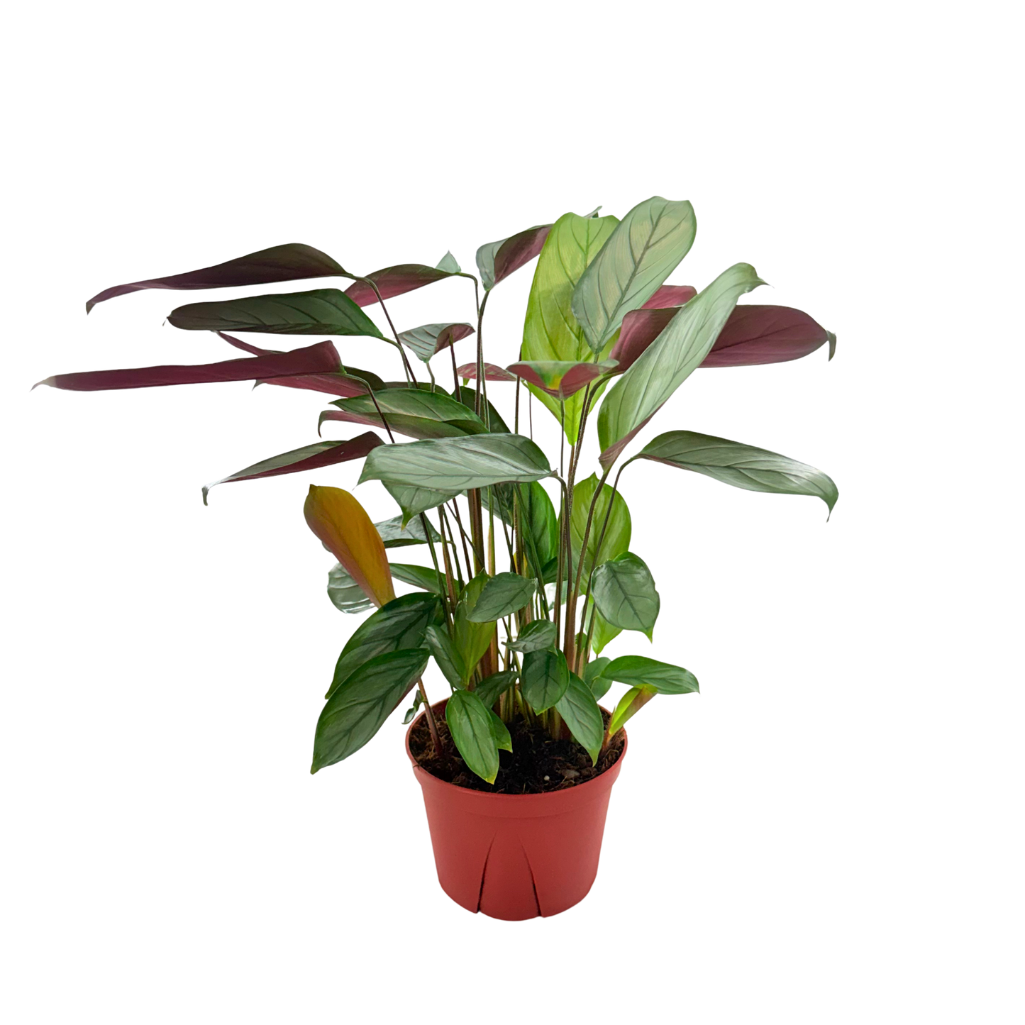 6” Calathea Grey Star