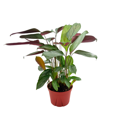 6” Calathea Grey Star